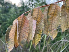Rhus chinensis