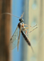 Tromatobia lineatoria