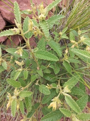 Corchorus kirkii