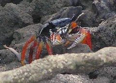 Goniopsis
