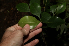 Auranticarpa rhombifolia