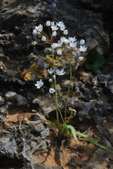 Allium subhirsutum