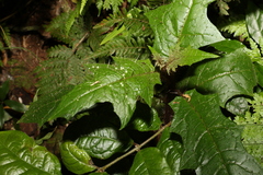 Solanum inaequilaterum