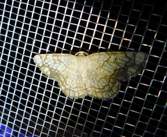 Stegania dilectaria