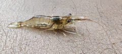 Macrobrachium lanchesteri