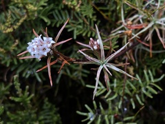 Dracophyllum recurvum