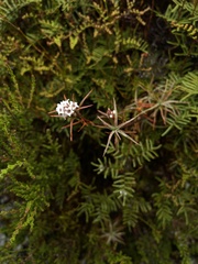 Dracophyllum recurvum