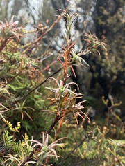 Dracophyllum recurvum