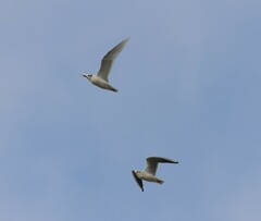 Ichthyaetus melanocephalus