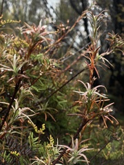 Dracophyllum recurvum