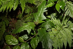 Solanum inaequilaterum