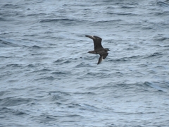 Stercorarius chilensis