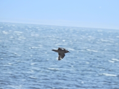 Stercorarius chilensis