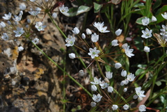 Allium subhirsutum