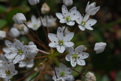 Allium subhirsutum