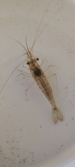 Macrobrachium lanchesteri