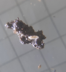 Trichoniscus pygmaeus