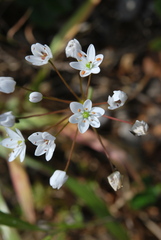 Allium subhirsutum