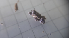 Trichoniscus pygmaeus