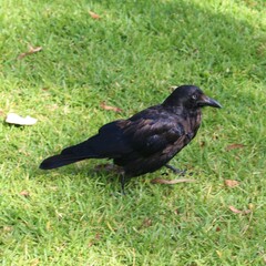Corvus coronoides