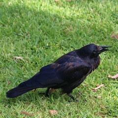 Corvus coronoides