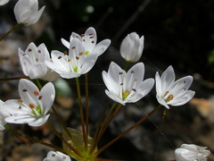 Allium subhirsutum
