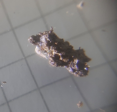 Trichoniscus pygmaeus