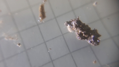 Trichoniscus pygmaeus