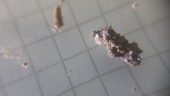 Trichoniscus pygmaeus