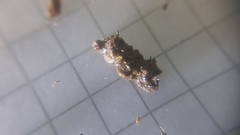 Trichoniscus pygmaeus