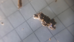 Trichoniscus pygmaeus