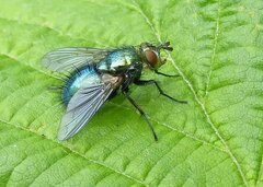 Chrysosomopsis aurata
