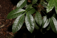 Melicope micrococca