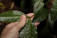 Melicope micrococca