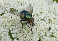 Chrysosomopsis aurata