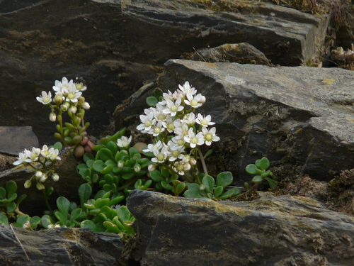 Rosularia rosulata
