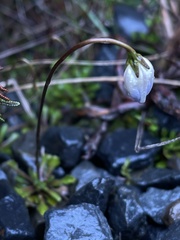 Wahlenbergia pygmaea