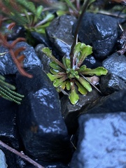 Wahlenbergia pygmaea