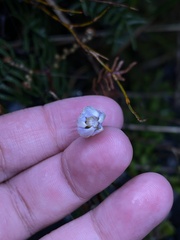 Wahlenbergia pygmaea