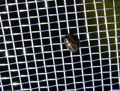 Enochrus