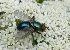 Chrysosomopsis aurata