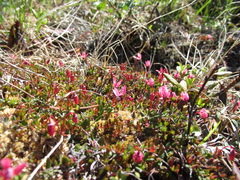 Vaccinium microcarpum