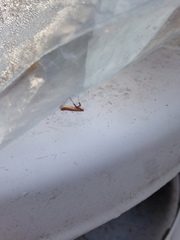 Caloptilia invariabilis