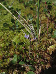 Pinguicula villosa