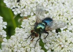 Chrysosomopsis aurata