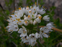 Allium subvillosum