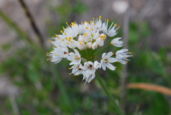Allium subvillosum