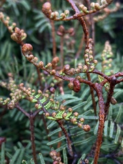 Gleichenia alpina