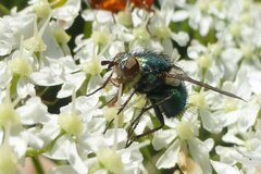 Chrysosomopsis aurata
