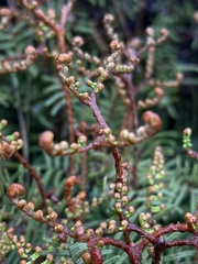 Gleichenia alpina